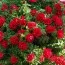 Петуния Viva Double Red фото