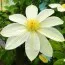 Клематис Wada's Primrose фото
