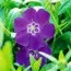 Барвинок Atropurpurea фото