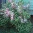 Вейгела Variegata фото