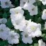 Сурфиния  Trailing White фото