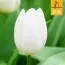 Тюльпан White Prince (Брендовые луковицы Jub Holland) фото