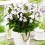 Флокс Famous White with Eye фото