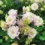 Аквилегия Winky Double Rose & White фото
