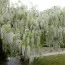Вистерия (глициния) Longissima Alba фото