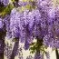 Вистерия (глициния) Sinensis фото