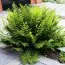 Вудвардия Fimbriata фото