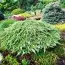 Можжевельник Green Carpet фото