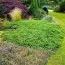 Можжевельник Green Carpet фото