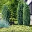 Можжевельник обыкновенный Hibernica фото