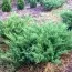 Можжевельник козацкий Blue Danube фото