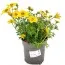Биденс Yellow Sunshine фото
