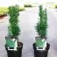 Тис Fastigiata Robusta фото