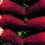 Кукуруза Strawberry Corn фото