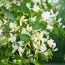 Жимолость Fragrantissima фото