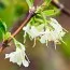 Жимолость Fragrantissima фото