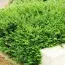 Жимолость Moss Green фото