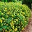 Зверобой Hidcote фото