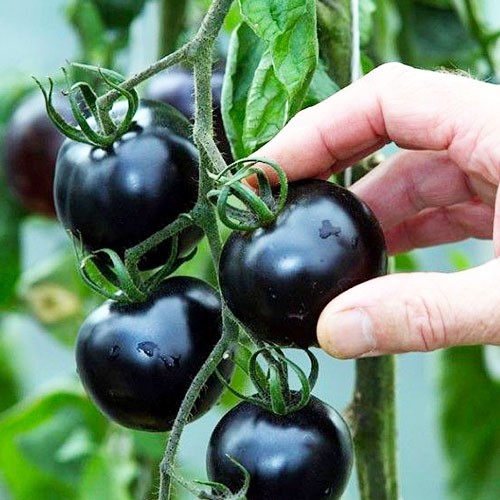 Семена черных помидор витамины семенах подсолнечника