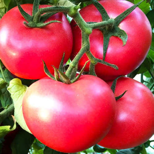 Томат Пинк Кристал F1 - Семена индетерминантных (высокорослых) томатов -Семена помидор и томатов 🍅 - Cемена овощей - Cемена 🌱