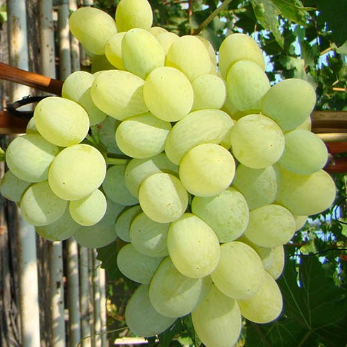 виноград новый подарок запорожью описание сорта