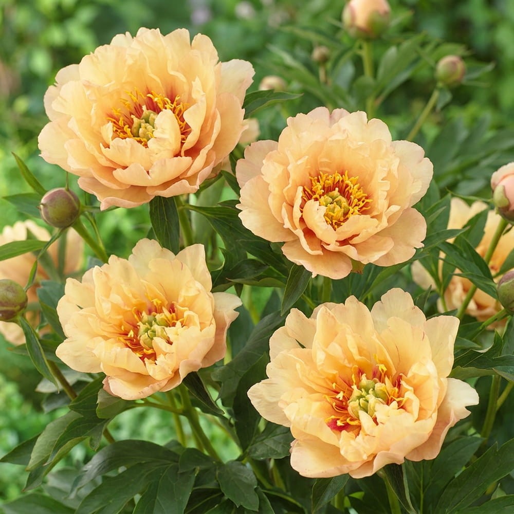 ⭐️カナリア⭐️ Пион ITOH Canary Brilliants (Канари Бриллиантс)🌱 - купить