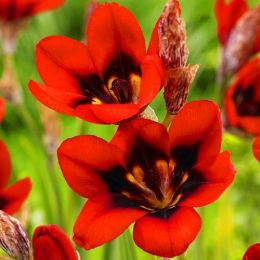 Спараксис Red Reflex фото