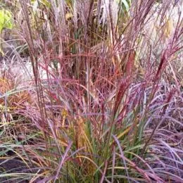 Мискантус Purple Fall фото