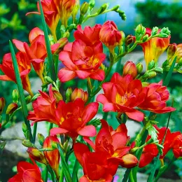 Набор фрезий Double Red фото