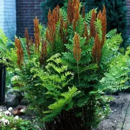 Папоротник Осмунда Purpurascens фото