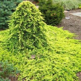 Можжевельник Golden Carpet фото