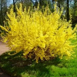 Форзиция Spectabilis фото