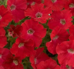 Петуния Fortunia Red фото