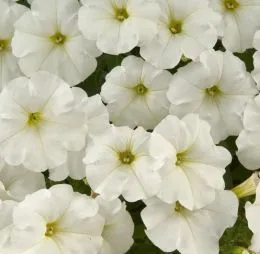 Петуния Fortunia White фото