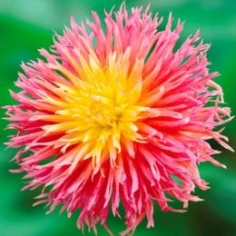 Георгина Fringed Star фото
