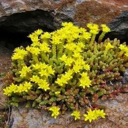 Седум Acre фото