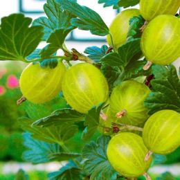 Крыжовник Мукуринес фото