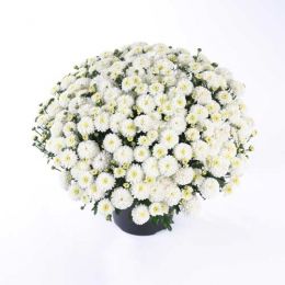 Хризантема White Swan фото