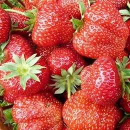 Клубника Polka (Средний) 25 фото