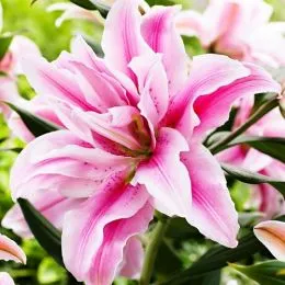 Лилия Roselily Fabiola Double Star фото