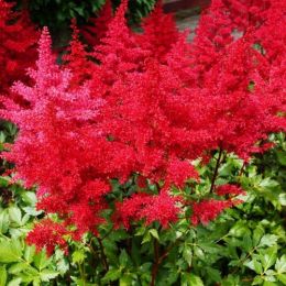 Астильба Etna фото