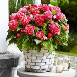 Бегония Camelia (Гигантский цветок) фото