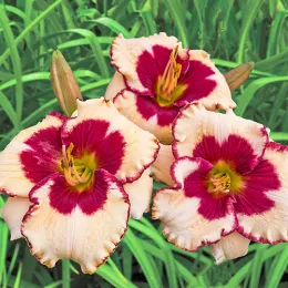 Лилейник Nippon фото