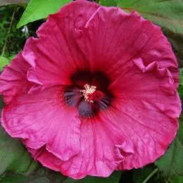 Гибискус садовый Plum Crazy фото