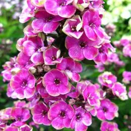 Флокс Aureole фото