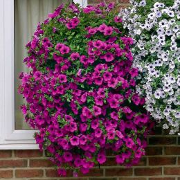 Сурфиния Trailing Purple  фото