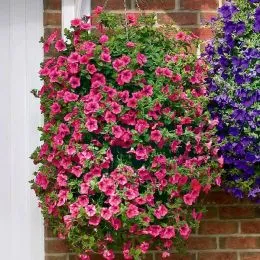 Сурфиния Trailing Pink фото