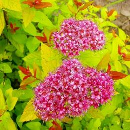Спирея Goldflame (Меняет цвет) фото
