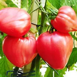Томат Бычье сердце розовый фото