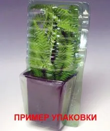 Астильба Vision фото
